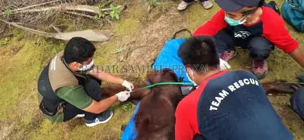 SELAMAT : Orangutan jantan berbobot 59 kilogram, usia 25 tahun saat d itolong dan dievakuasi petugas BKSDA SKW II Pangkalan Bun, sebelum dibawa untuk proses pemulihan sebelum dilepasliarkan, Minggu (31/1).(istimewa)