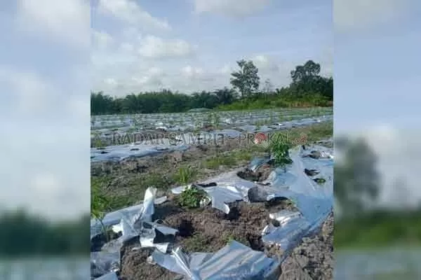 RUSAK : Tanaman cabai milik warga Desa Sungai Melawen rusak diduga akibat ternak sapi yang diliarkan pemiliknya .(ISTIMEWA/RADAR PANGKALAN BUN)