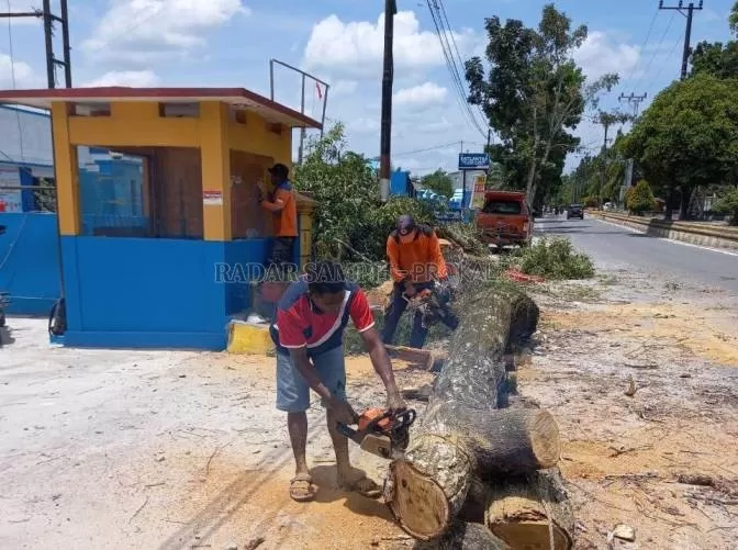 TEBANG POHON TUA : Petugas BPBD Kobar menebang pohon tua di Jalan HM Rafi'i Pangkalan Bun, Kamis (11/3). (RINDUWAN/RADAR PANGKALAN BUN)