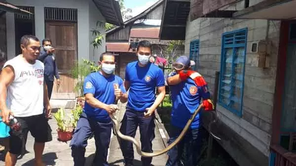 EVAKUASI KING KOBRA: Tim animal rescue damkar kobar saat mengevakusi ular jenis king kobra di RT 6, Jalan Perwira, Kelurahan Mendawai, Kabupaten Kobar, Senin (19/4).(   DAMKAR KOBAR/RADAR PANGKALAN BUN)