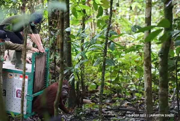 DILEPASLIARKAN: BOSF Nyaru Menteng melepasliarkan tujuh orang utan kembali ke alam liar.(IST/RADAR SAMPIT)