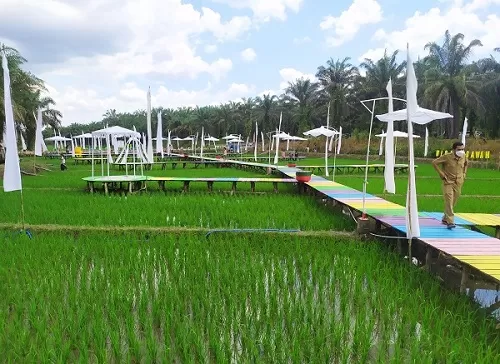 WISATA SAWAH : Wisata Sawah Tirta Mulya di Desa Pangkalan Dewa Kecamatan Pangkalan Lada baru diresmikan dengan tempat yang instagramable.