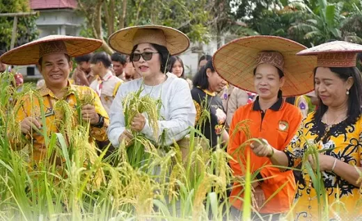 PANEN: Penjabat Bupati Lamandau Lilis Suriani beserta Kepala Dinas Pariwisata Kabupaten Lamandau Hendroplin Minsen Djaliwan memanen padi di lahan Dinas Pariwisata Kabupaten Lamandau, Jumat (19/1).