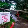 Hujan Angin Tumbangkan Sejumlah Pohon dalam 3 Kecamatan Di Klaten, 1 Rumah Rusak