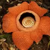 Rafflesia Gadutensis Raksasa Ditemukan di Hutan Angkola