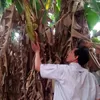 Pohon Pisang Unik di Kota Jambi, Berbuah Dalam Batang Tanpa Jantung