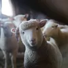 Idul Adha: Mengapa Sapi, Kambing dan Domba Dipilih sebagai Hewan Kurban?