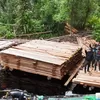 300 Meter Kubik Kayu Ilegal di Indragiri Hulu Disita, 120 Pohon Diduga Ditebang