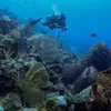 Pemerintah Luncurkan Direktori Selam Indonesia: Bunaken, Raja Ampat hingga Wakatobi Jadi Andalan!