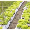 MBG Dongkrak Harga Hasil Panen di Manggarai, Petani Klaim Tak Ada Lagi Sayur Terbuang