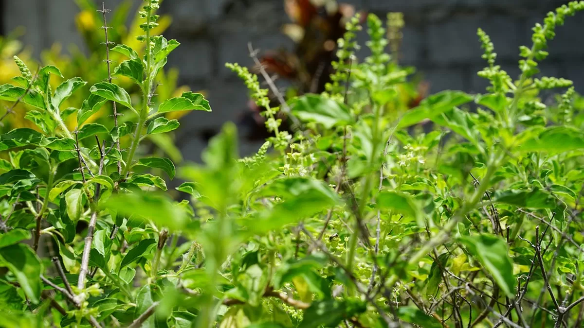 Tanaman Tulsi/ Basil