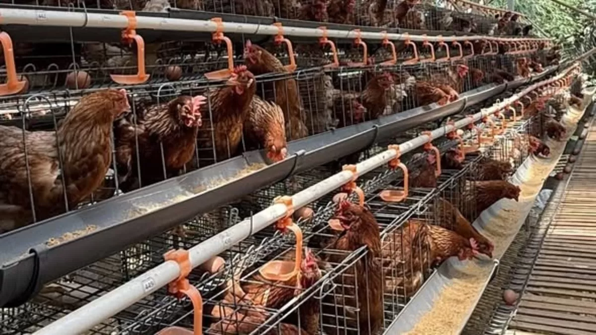 Ilustrasi Pabrik Pakan Ayam (Foto : istimewa)
