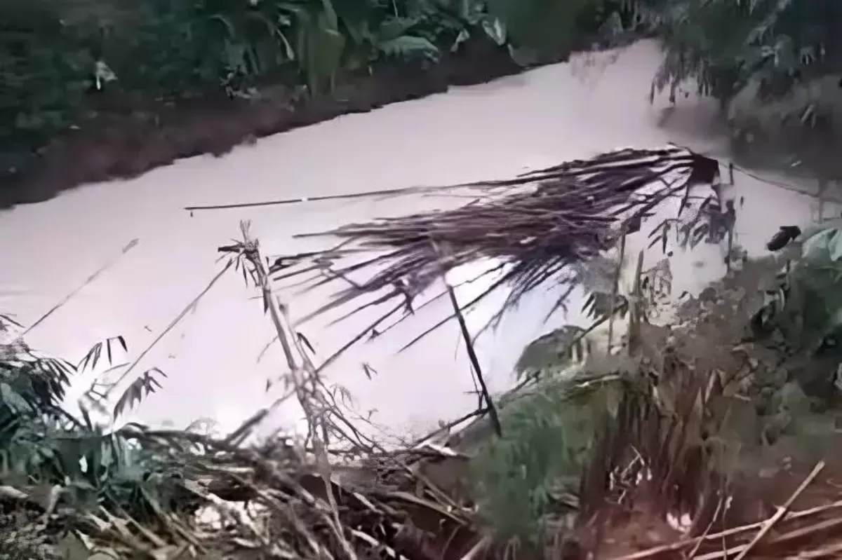 Diduga Keracunan, Ribuan Ikan Mabuk Mengambang di Sungai Cisadane, Warga Berbondong-bondong Turun ke Sungai (Istimewa)