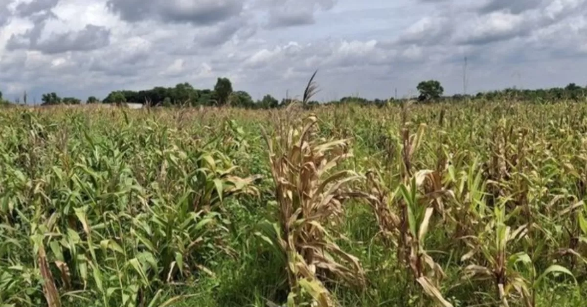 Ladang jagung proyek ketahanan pangan di Bekasi  (YouTube KOMPASTV )