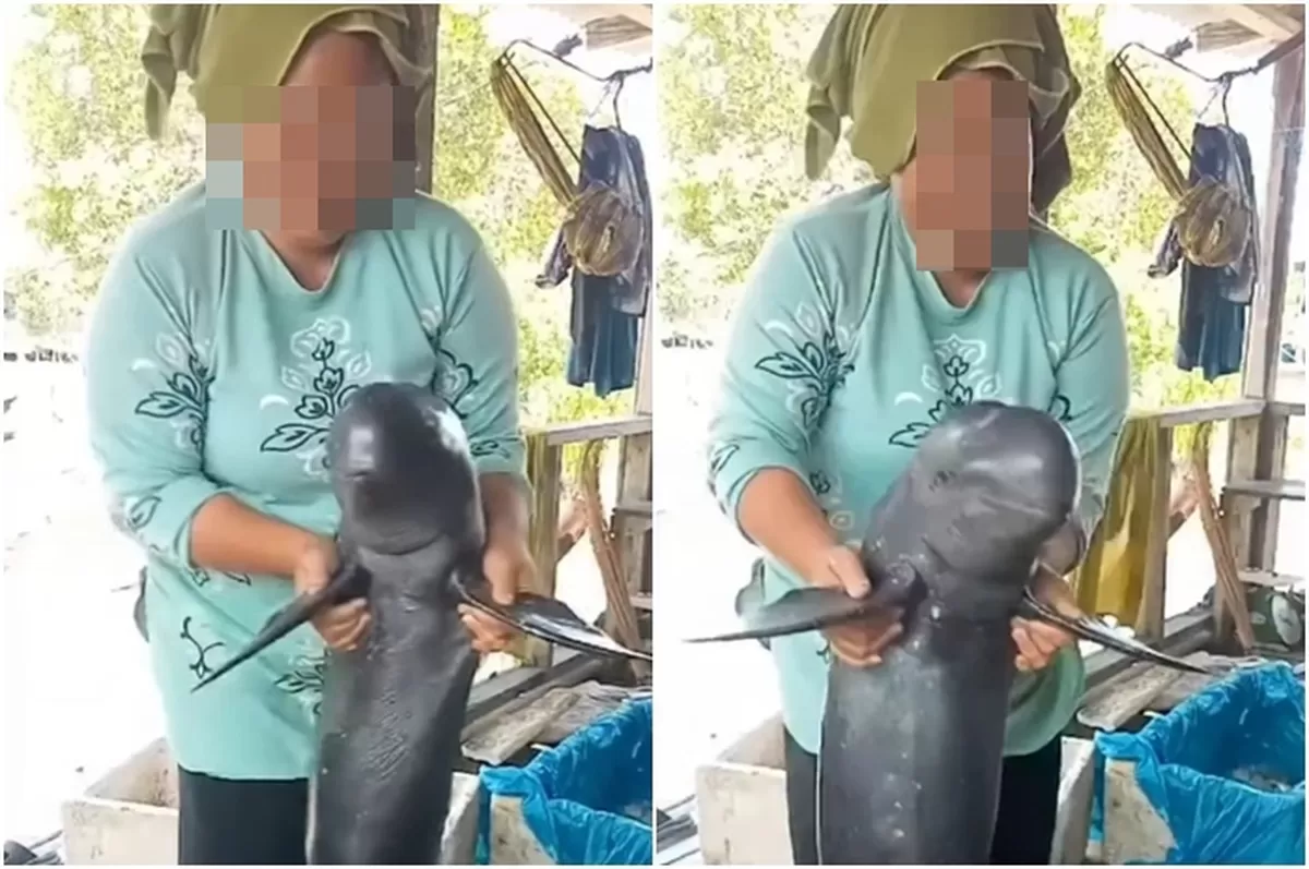 Viral warga lokal pamer penangkapan hasil melaut, hewan tersebut diduga pesut Mahakam yang berstatus sangat terancam punah dan dilindungi di Indonesia (Instagram/feedgramindo)