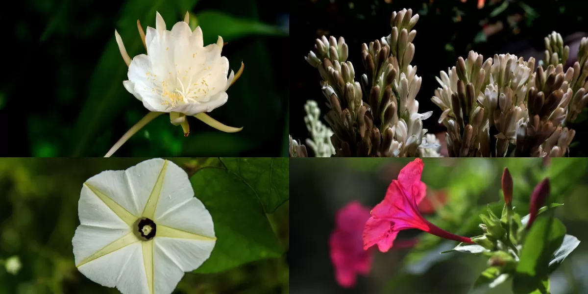 Potret bunga-bunga yang menunjukkan pesonanya dengan mekar dan aroma harum yang menenangkan.  (X/khanifirsyad)