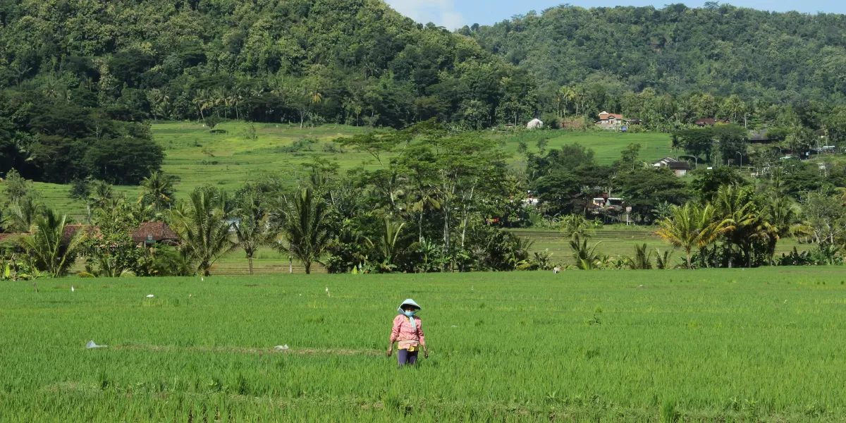Ilustrasi desa wisata di Bantul, Yogyakarta. (Pexels/Jeehead 999)