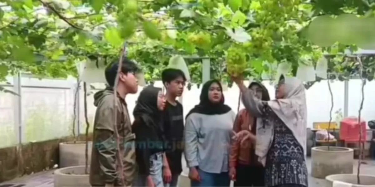 Kegiatan Eduwisata kebun anggur milik Universitas Muhammadiyah Jember  (YouTube KOMPASTV )