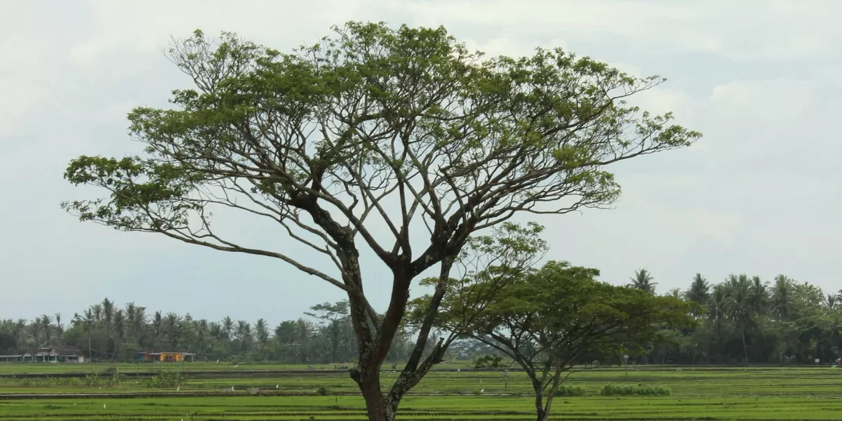 Ilustrasi desa wisata di Imogiri, Bantul, Yogyakarta. (Pexels/Jeehead 999)