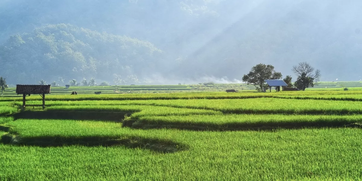 Ilustrasi desa adat Kemiren Banyuwangi (pixabay/nazarudinhans)