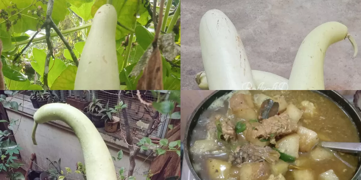 Buah labu air panjang atau blonceng.  (X/Excel_Dee)