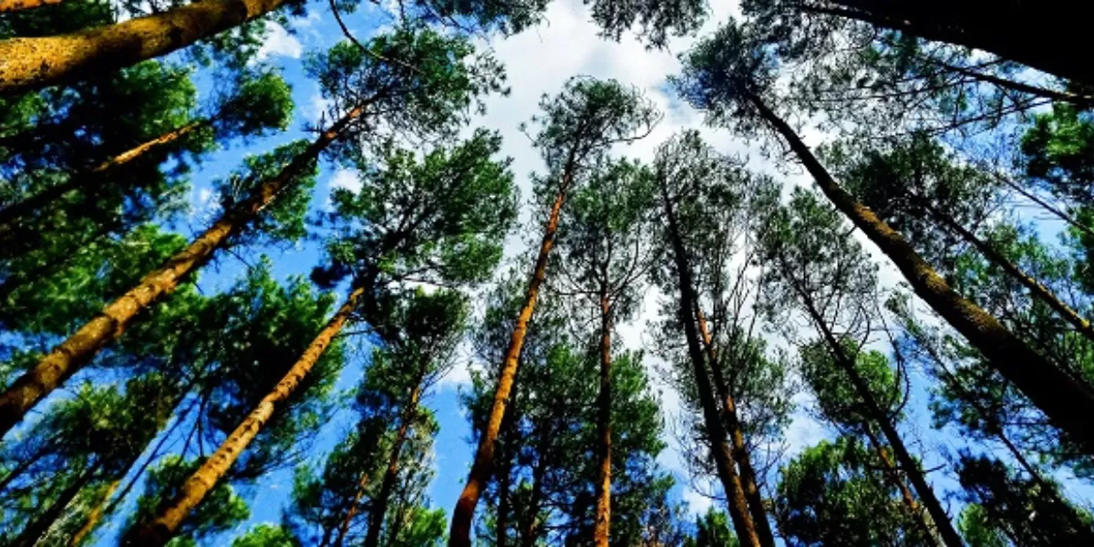 Suasana di Hutan Pinus Mangunan. (Bantulkab.go.id)