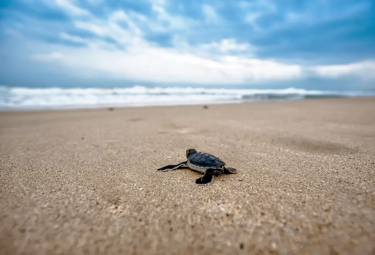 Pantai Sukamade Banyuwangi sebagai tempat penangkaran penyu. (Pixabay/Kanenori)