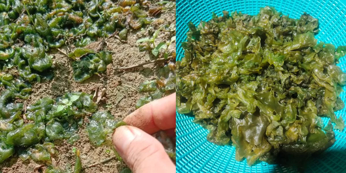 Jamur selo yang tumbuh di tanah lembap. (X/Excel_Dee)