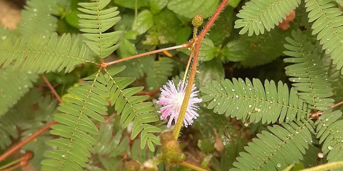 Putri malu (Mimosa pudica), tanaman liar yang sering dihindari, ternyata menyimpan potensi manfaat kesehatan.  (X/picoez)