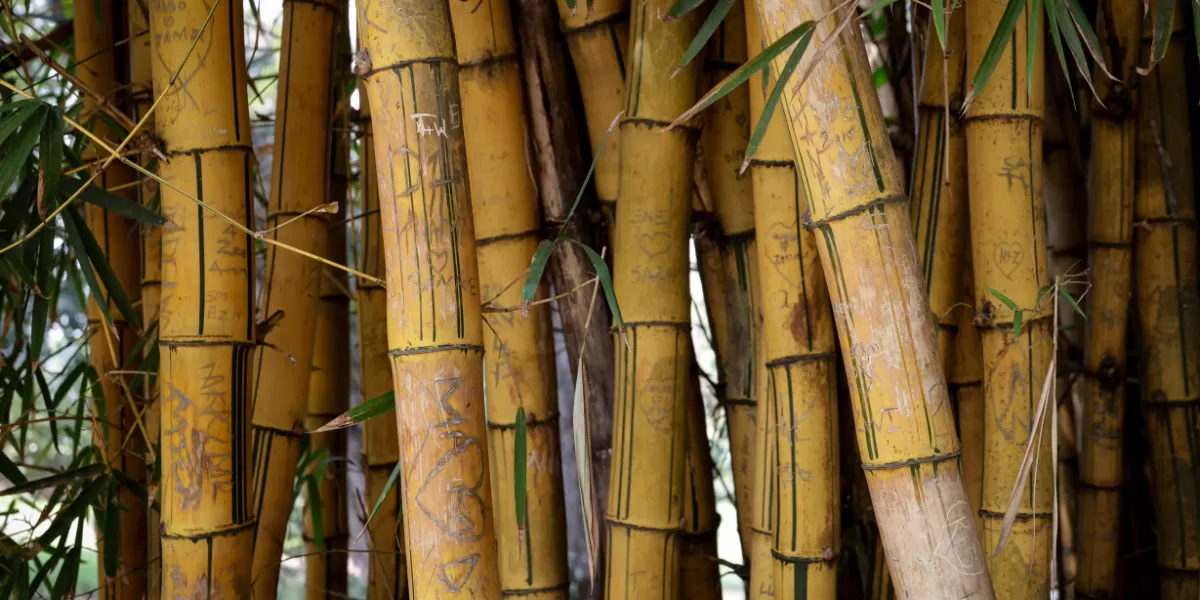 Ilustrasi desa wisata bambu di Yogyakarta. (Pexels/Magda Ehlers)