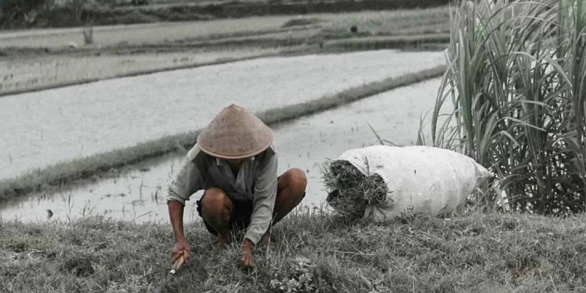 Ilustrasi desa wisata di Sleman, Yogyakarta. (Pexels/Fadiya Anzar Salama)