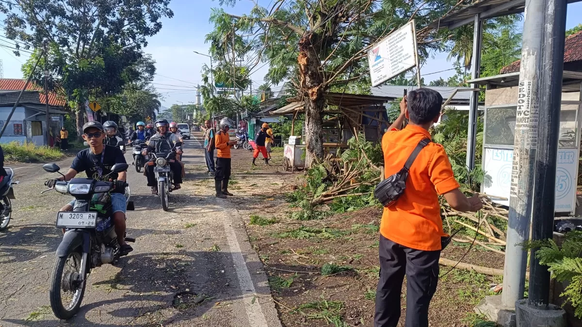 Tim BPBD Jember saat membersihkan pohon tumbang. (Dok BPBD Jember)