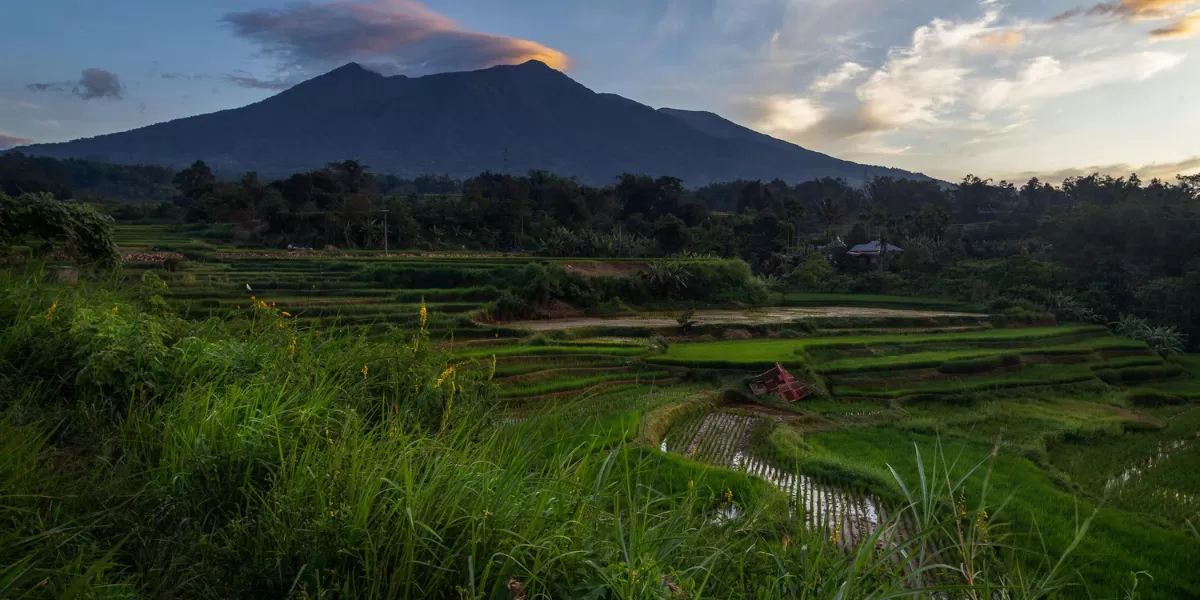 Ilustrasi. Mitos dan misteri Dewi Sri di Jawa dan Sunda. (Pexels/jackson dean )