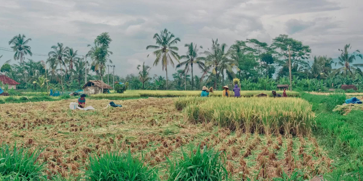 Ilustrasi desa wisata di Sleman, Yogyakarta. (Pexels/Mike Marchetti)