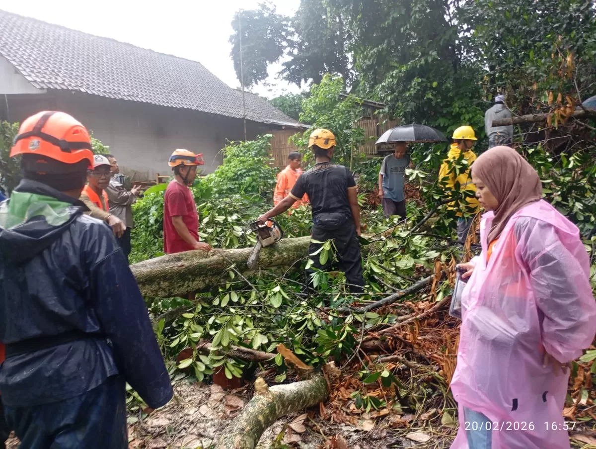 BPBD Jember melakukan pemotongan pohon tumbang. (Dok BPBD Jember)