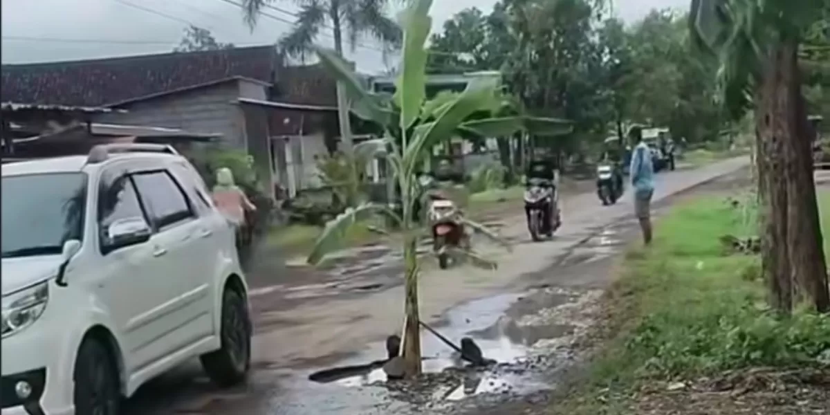 Pohon pisang ditanam warga Umbulsari Jember ditengah jalan  (Instagram @jember24jam_)