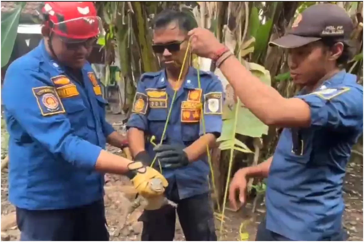 Damkar Klaten Jawa Tengah mengevakuasi seekor biawak jumbo yang terjepit diantara tembok rumah warga, Rabu siang, 21 Januari 2026. (Portaloka.id/WKP)