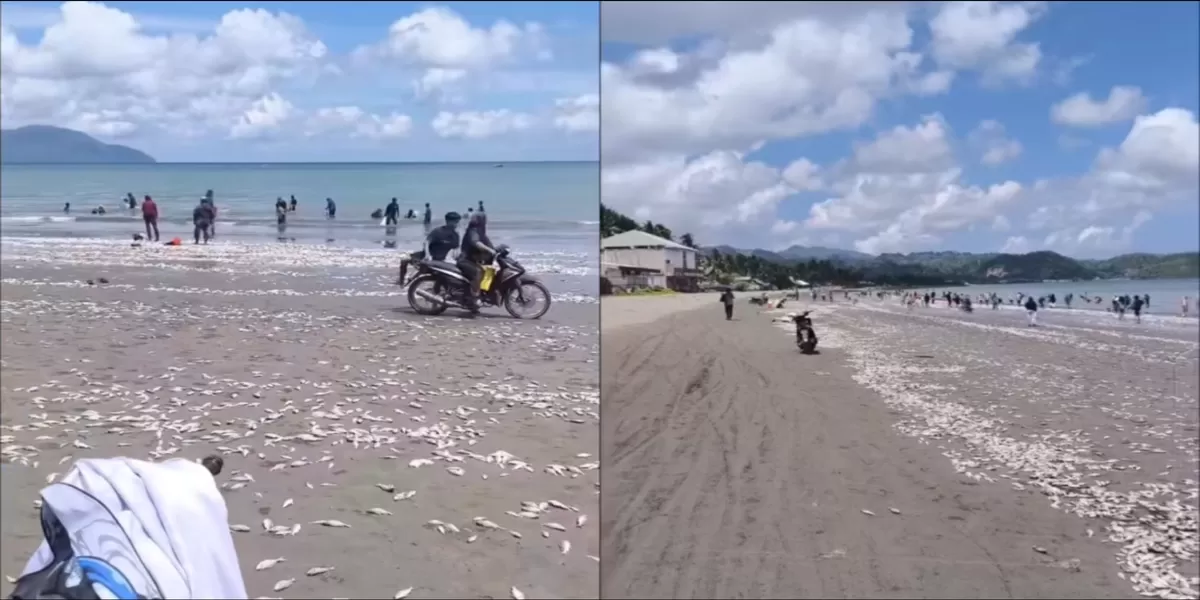 Ribuan ikan mati terdampar di Pantai Buol. Ahli duga pencemaran limbah dan hipoksia jadi penyebab. Warga diminta waspada.