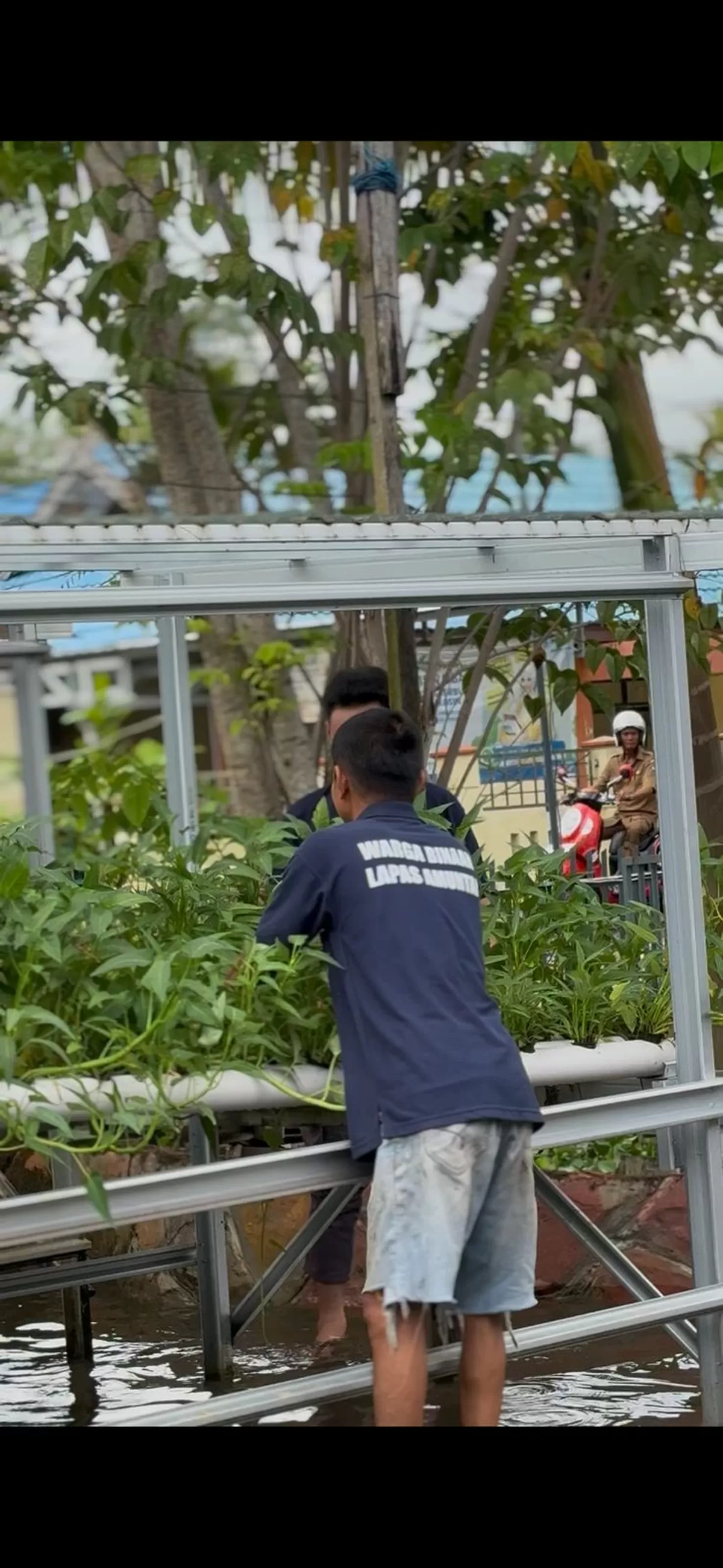 Warga Binaan Lapas Amuntai Saat Perawatan Tanaman Kangkung dan Selada Hidroponik di Kebun SAE