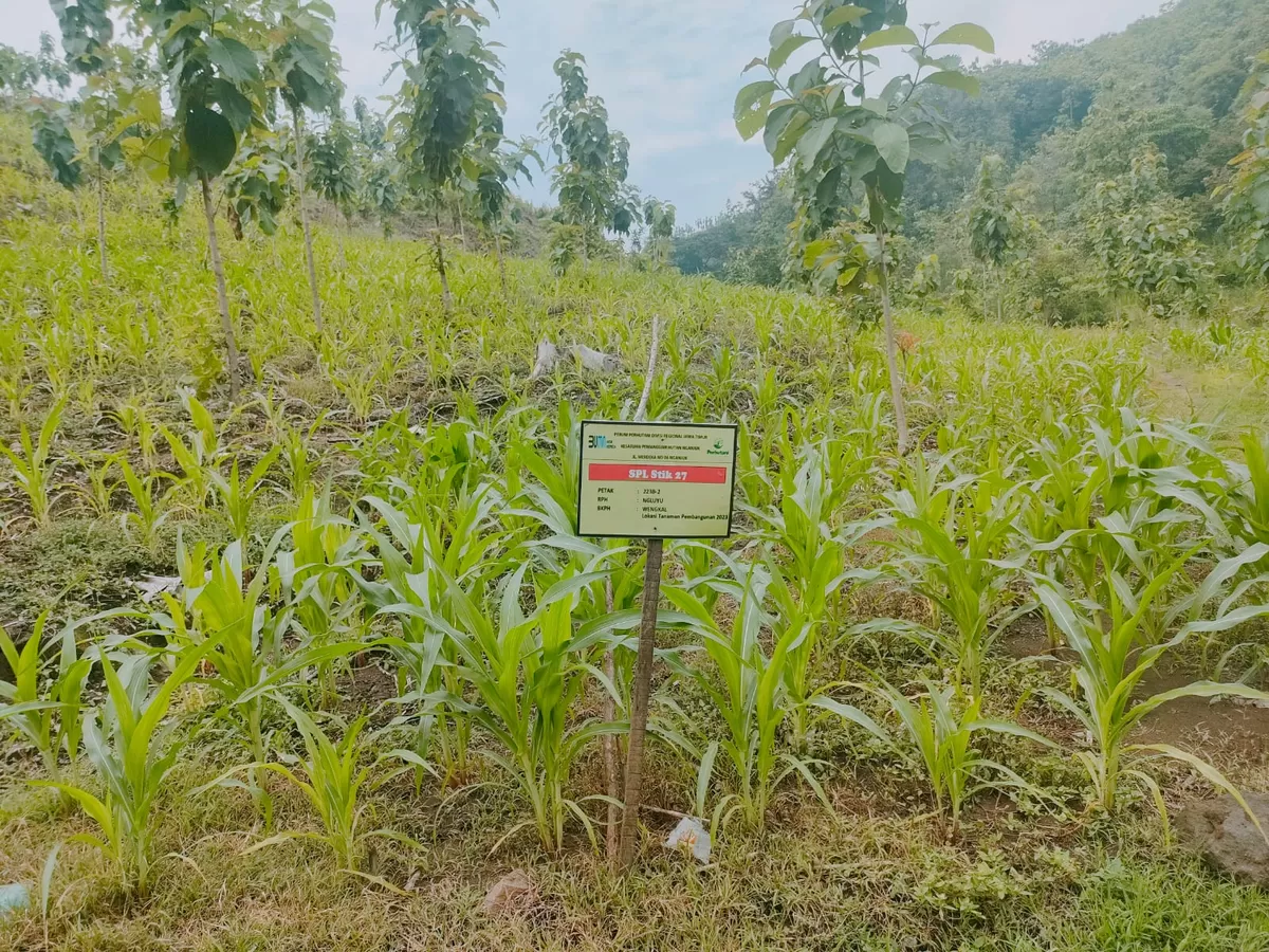 Salah satu tanaman palawija di sela-sela tanaman pokok milik pesanggem  (Sakera Nawacita)