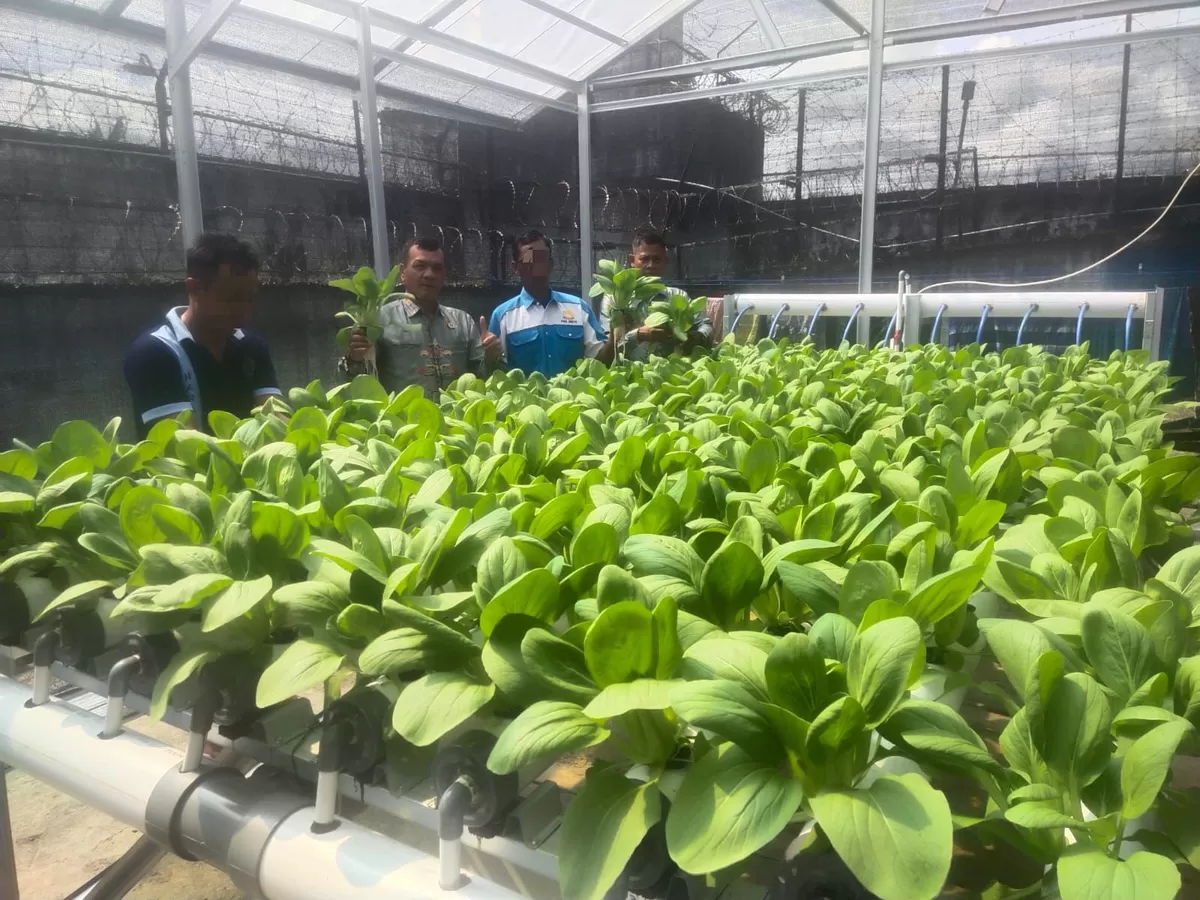 Petugas dan Warga Binaan Lapas Muara Teweh di Lahan Tanaman Hidroponik