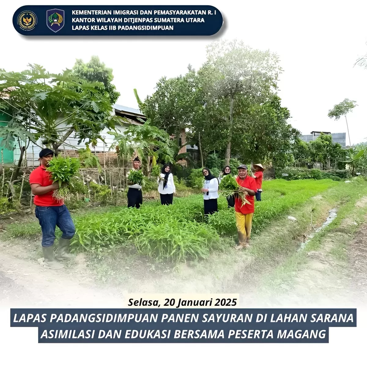 Petugas Lapas Padangsidimpuan dan Peserta Magang Saat Panen Sayuran di SAE