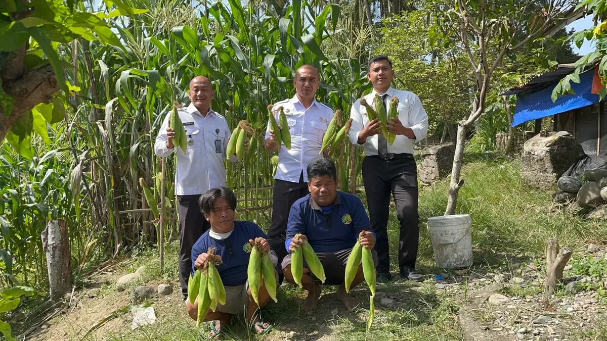 Petugas Lapas Kotanopan Saat Kegiatan Panen Jagung