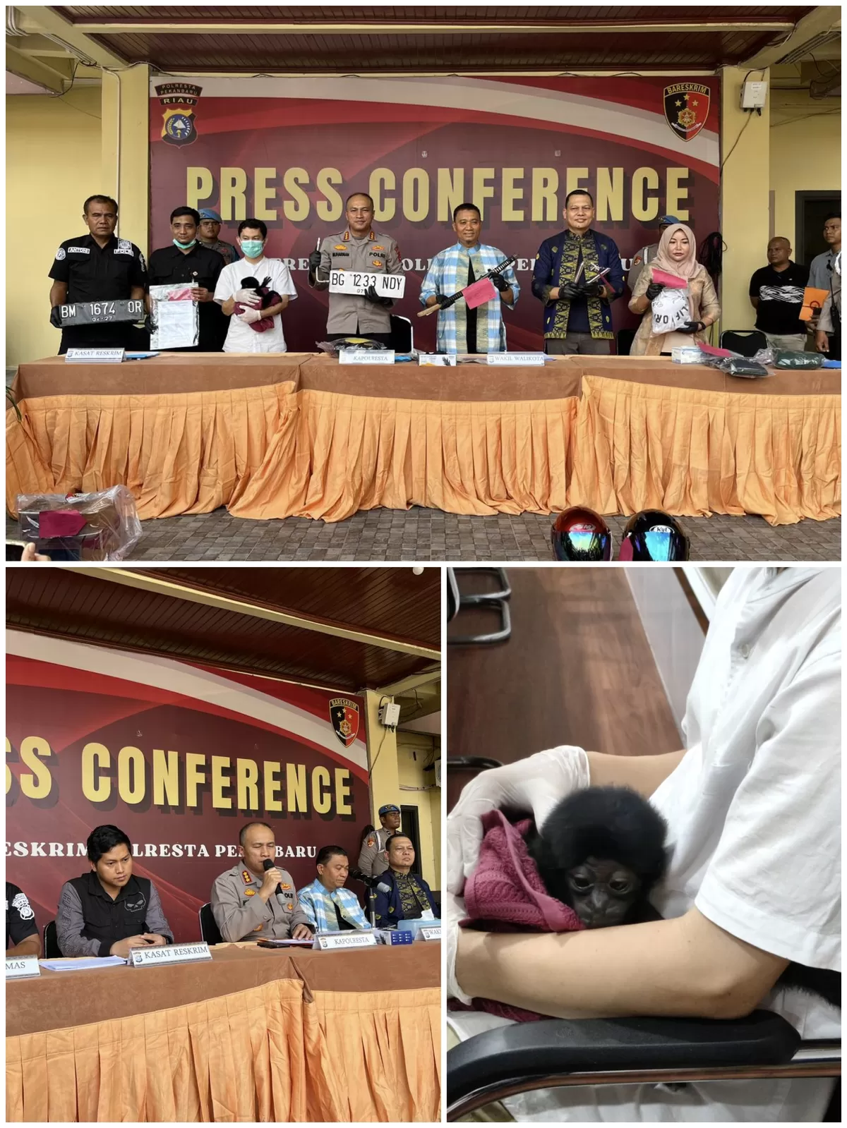 Satreskrim Polresta Pekanbaru mengungkap perdagangan satwa dilindungi jenis owa siamang. Seorang pelaku yang memperdagangkan hewan primata itu diamankan.