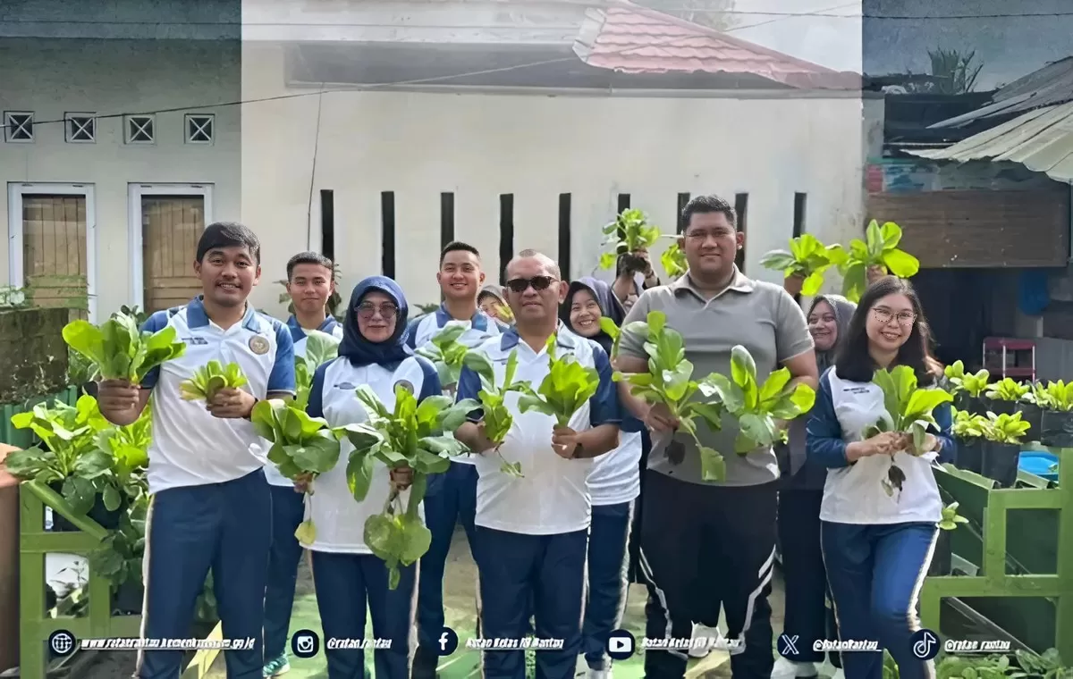 Karutan Rantau dan Jajaran Saat Panen Sawi dan Pakcoy di Lahan SAE