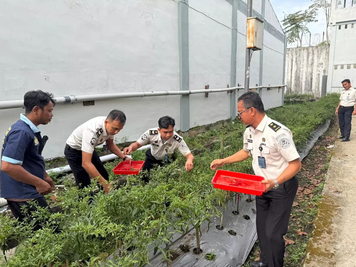 Pegawai Lapas Gunungsitoli Saat Panen Cabai