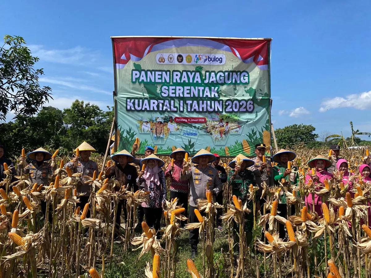 Kolaborasi Polres Pemalang dan Petani Hasilkan Panen Jagung melimpah(Agus R)  