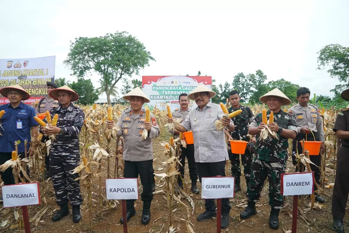 Wagub Bengkulu bersama Kapolda, Danlanal, Danrem 041 Gamas dan pihak-pihak terkait melaksanakan panen jagung serentak dalam rangka menyukseskan program Presiden Prabowo ketahanan pangan nasional.(Foto
