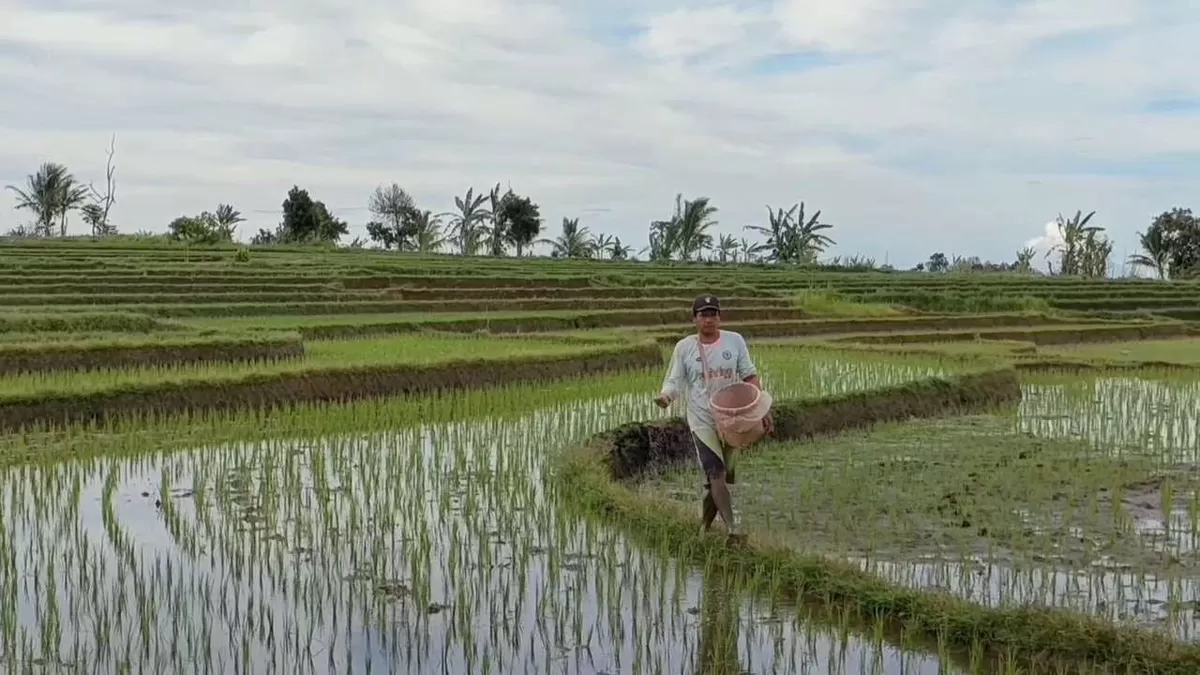 Kabupaten Bengkulu Utara pada tahun 2026 mendapat alokasi pupuk subsidi dari Kementerian Pertanian sebanyak 4.929 ton terdiri atas pupuk Urea, NPK dan pupuk Organik.(Foto/Ist) 
