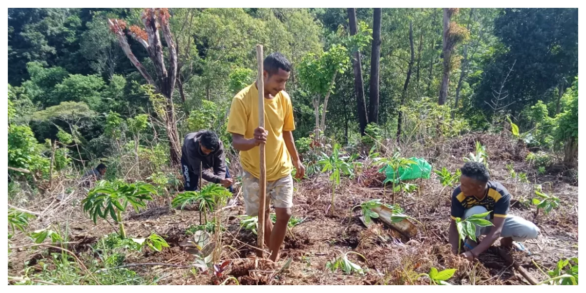Kepala Desa Watu Lanur Fransiskus Sanur meninjau kebun desa yang menjadi lokasi awal penanaman ribuan bibit porang program Satu Juta Porang.  (Foto Acong/ Reportase NTT)